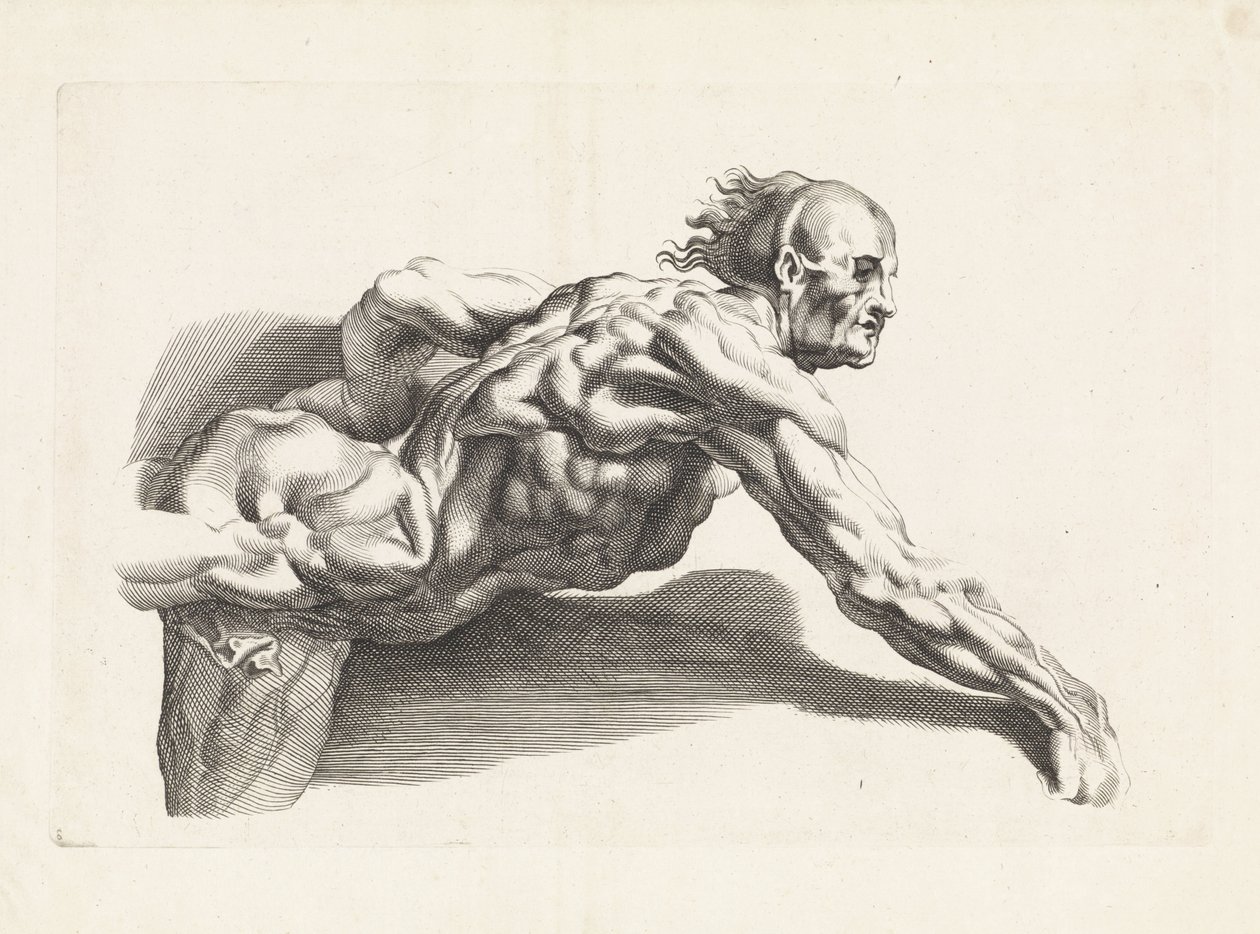 Anatomisk studie av lenende mann Tegneboken til Peter Paul Rubens (serietittel) av Paulus Pontius