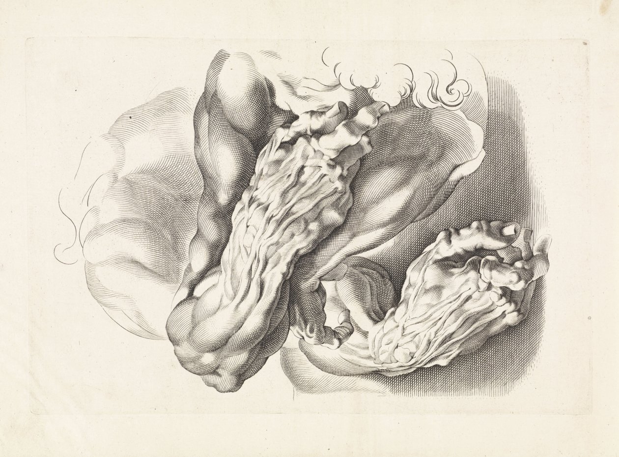 Anatomiske studier av armer Tegneboken til Peter Paul Rubens (serietittel) av Paulus Pontius