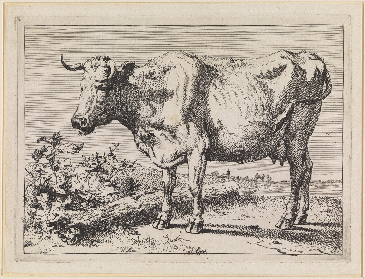 Ku med vridd horn av Paulus Potter