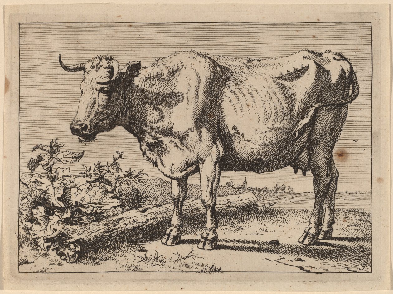 Stående ku (ku med et krøllet horn) av Paulus Potter