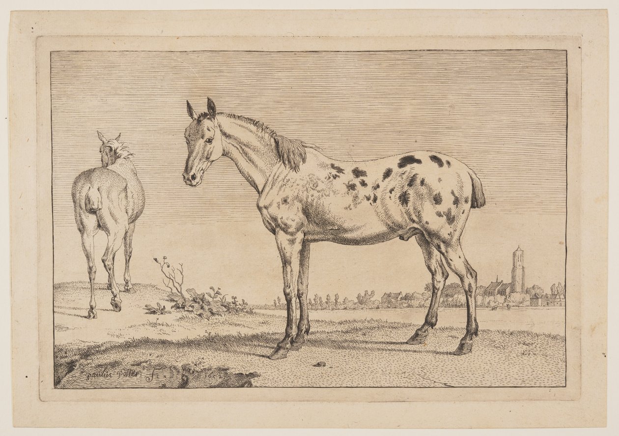  av Paulus Potter