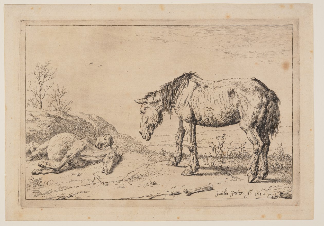  av Paulus Potter
