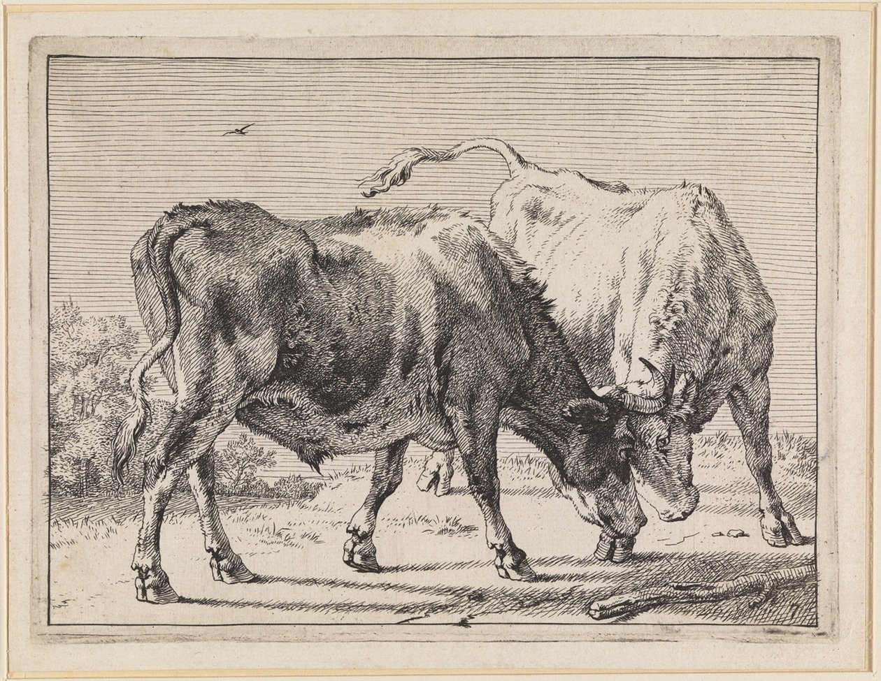 To kjempende okser av Paulus Potter