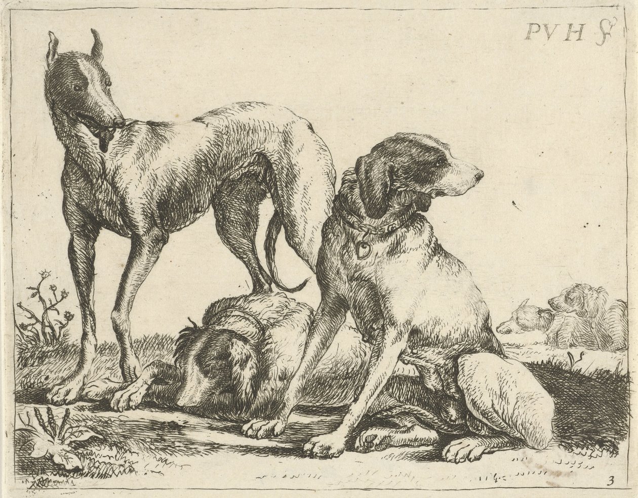 Tre hunder Forskjellige hunder (serietittel) av Pauwels van Hillegaert