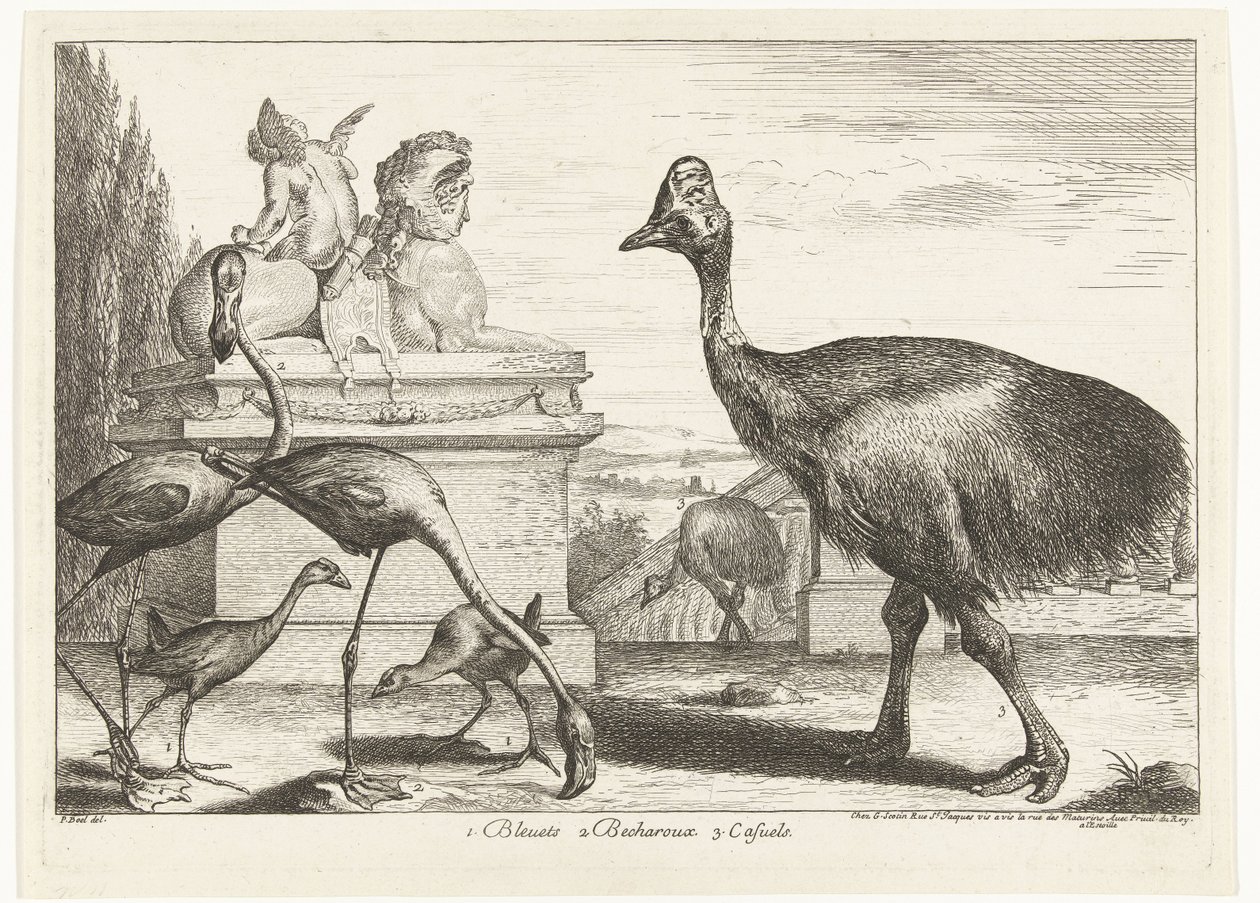 Kasurier, lilla hønsehøne og flamingoer 1. Bleuets 2 Becharoux 3. Casuels (tittel på objekt) Fugler fra menasjeriet i Versailles (serietittel) av Peeter Boel (attributed to)