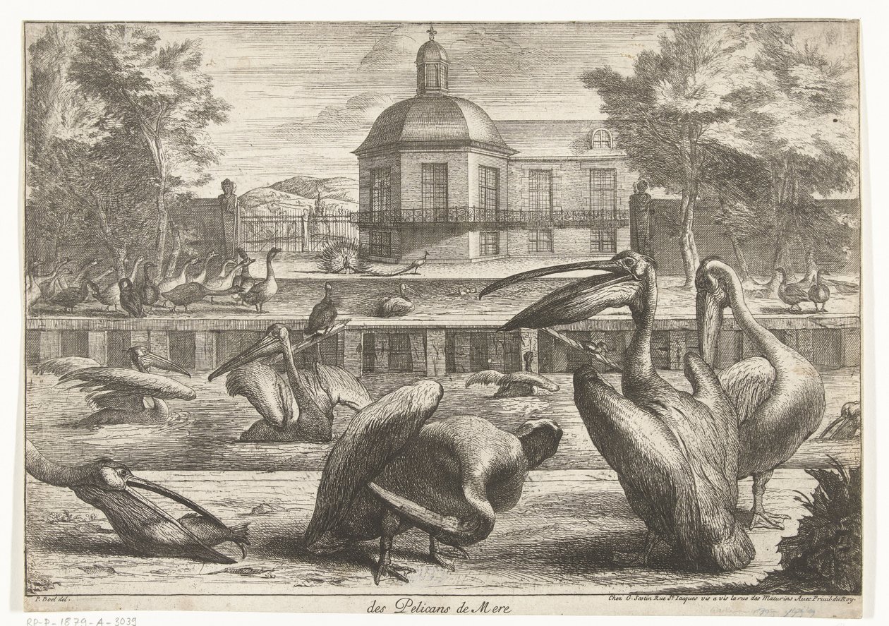 pelikaner des Pelicans de Mere (tittel på objekt) Fugler fra menasjeriet i Versailles (serietittel) av Peeter Boel (attributed to)