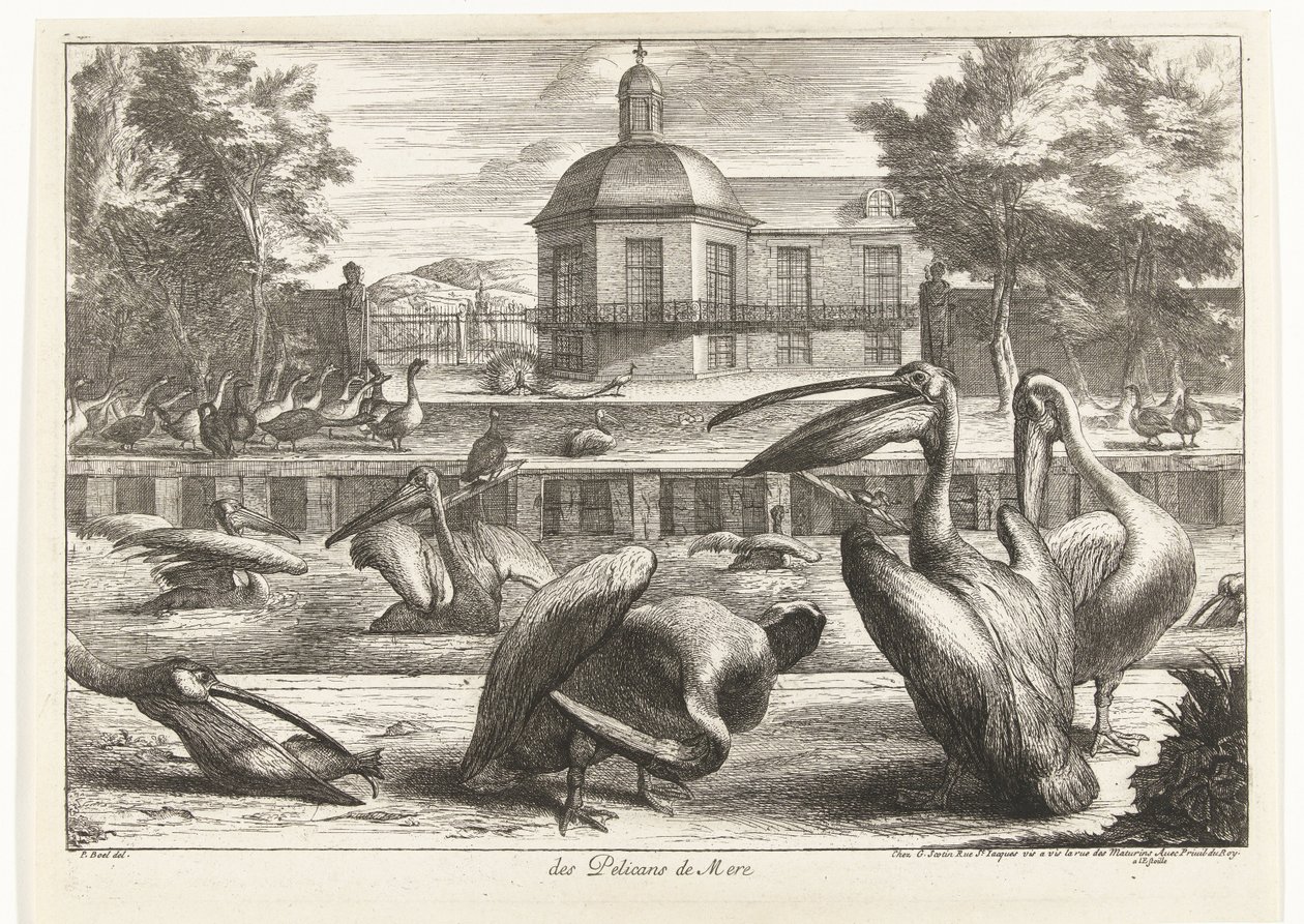pelikaner des Pelicans de Mere (tittel på objekt) Fugler fra menasjeriet i Versailles (serietittel) av Peeter Boel (attributed to)