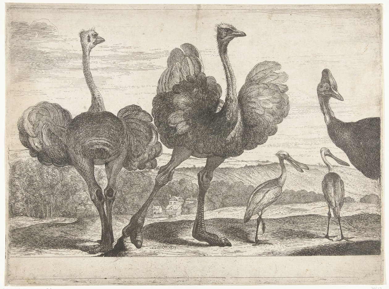 Struts, kassuar og skjestork Fugler fra menasjeriet i Versailles (serietittel) av Peeter Boel (attributed to)