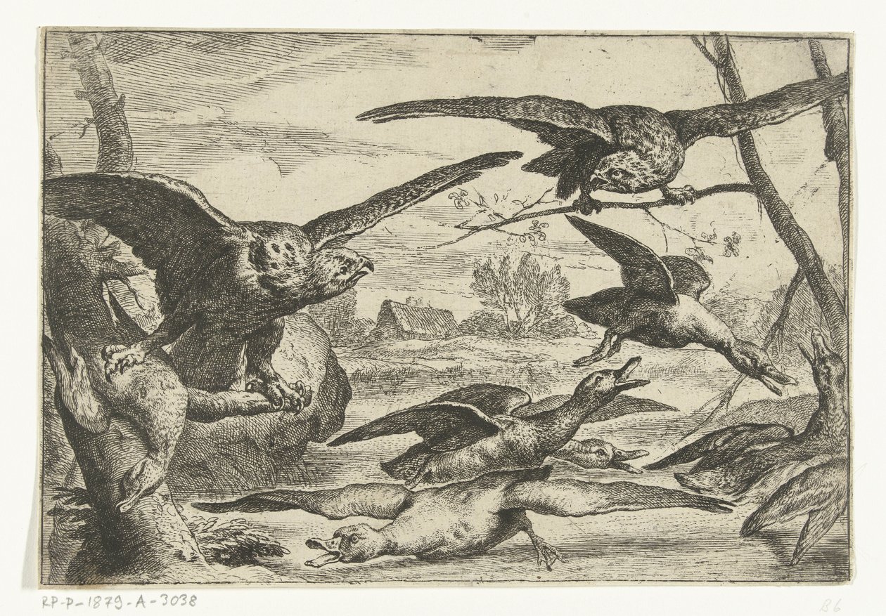 Roofvogels Forskjellige fugler (serietittel) av Peeter Boel