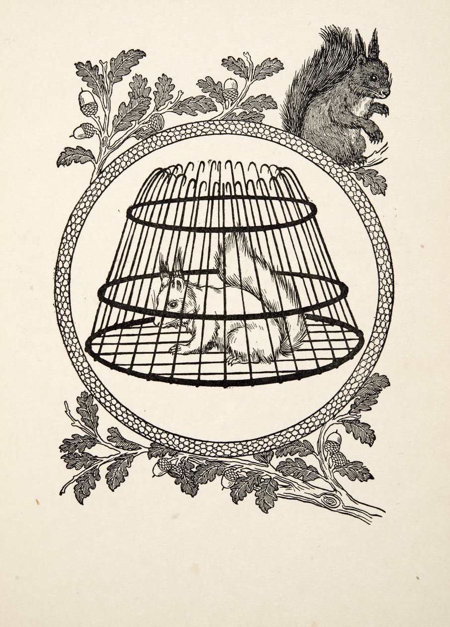 A Refugee Squirrel, fra A Hundred Anecdotes of Animals, pub. 1924 av Percy J. Billingshurst