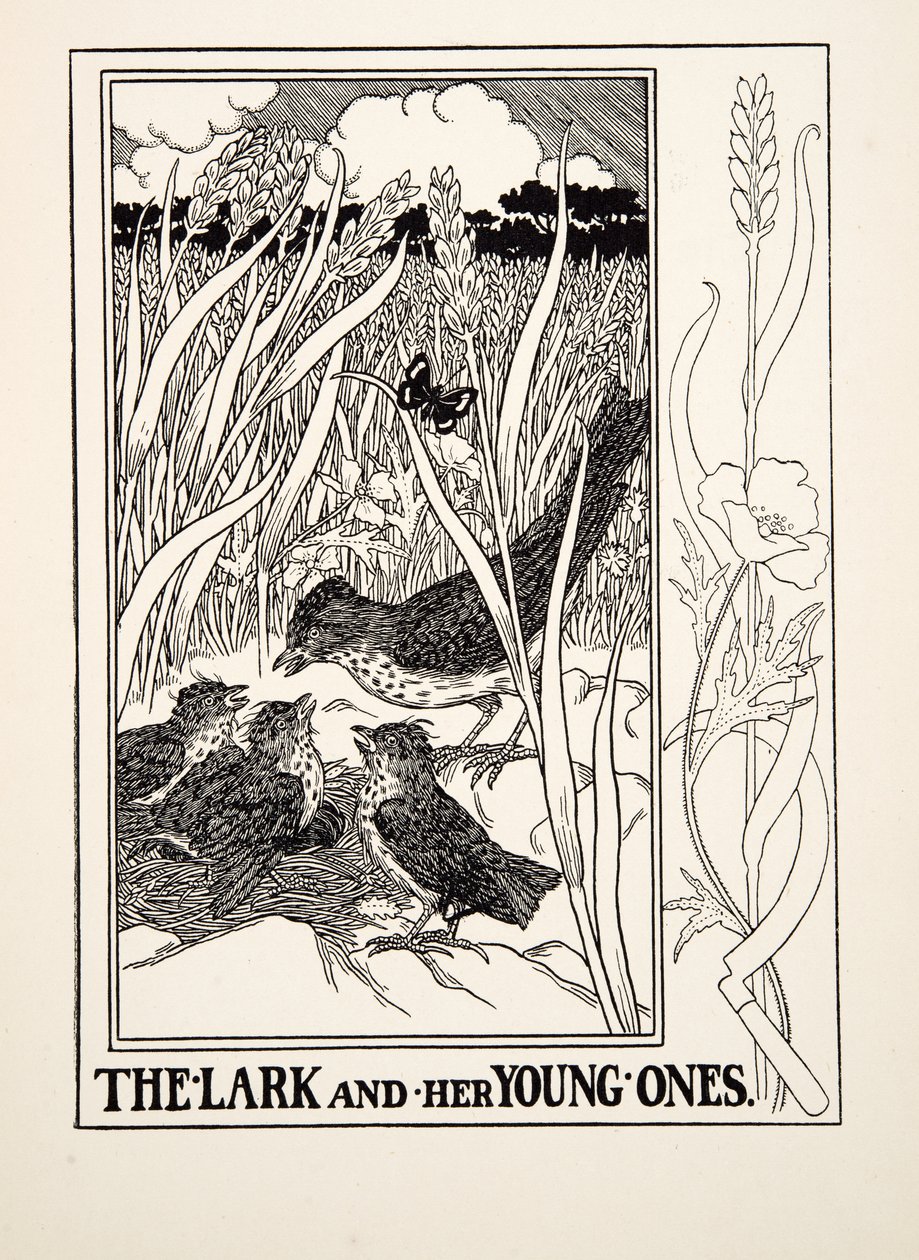 The Lark and her Young Ones, fra A Hundred Fables of Aesop, pub.1903 (gravering) av Percy J. Billingshurst