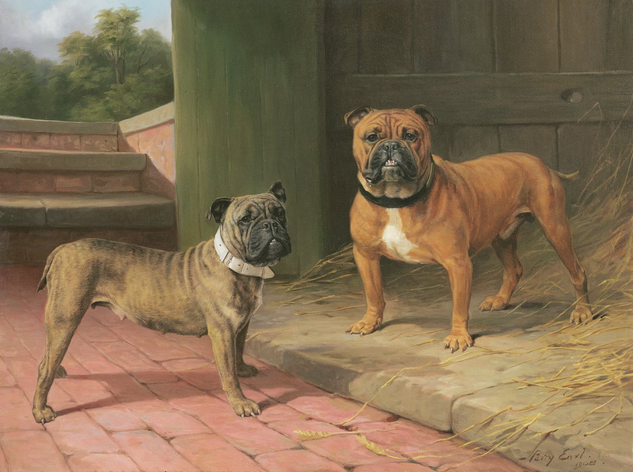 En Red Bulldog og Brindle Bulldog ved en låve (olje på lerret) av Percy Thomas Earl