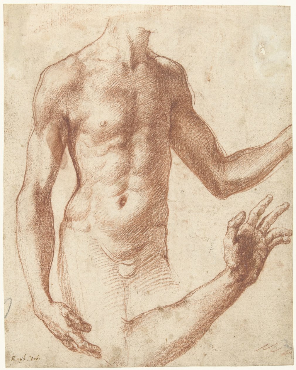 Studie av en torso Studie av en ung manns overkropp av Perino del Vaga