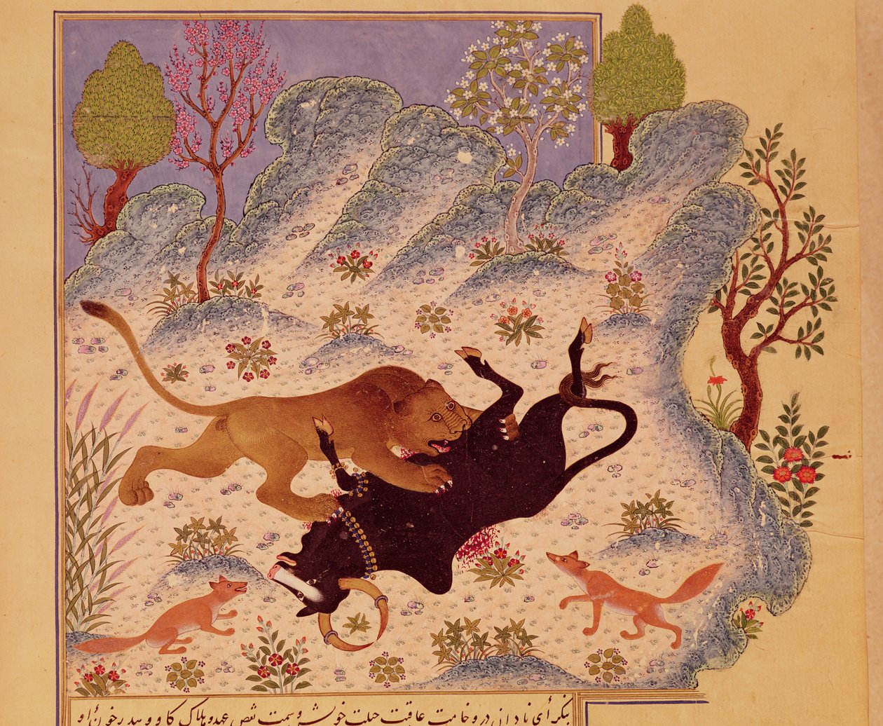 En løve som angriper og dreper en okse, fra et Kabila wa Dimna-manuskript (gouache på papir) av Persian School