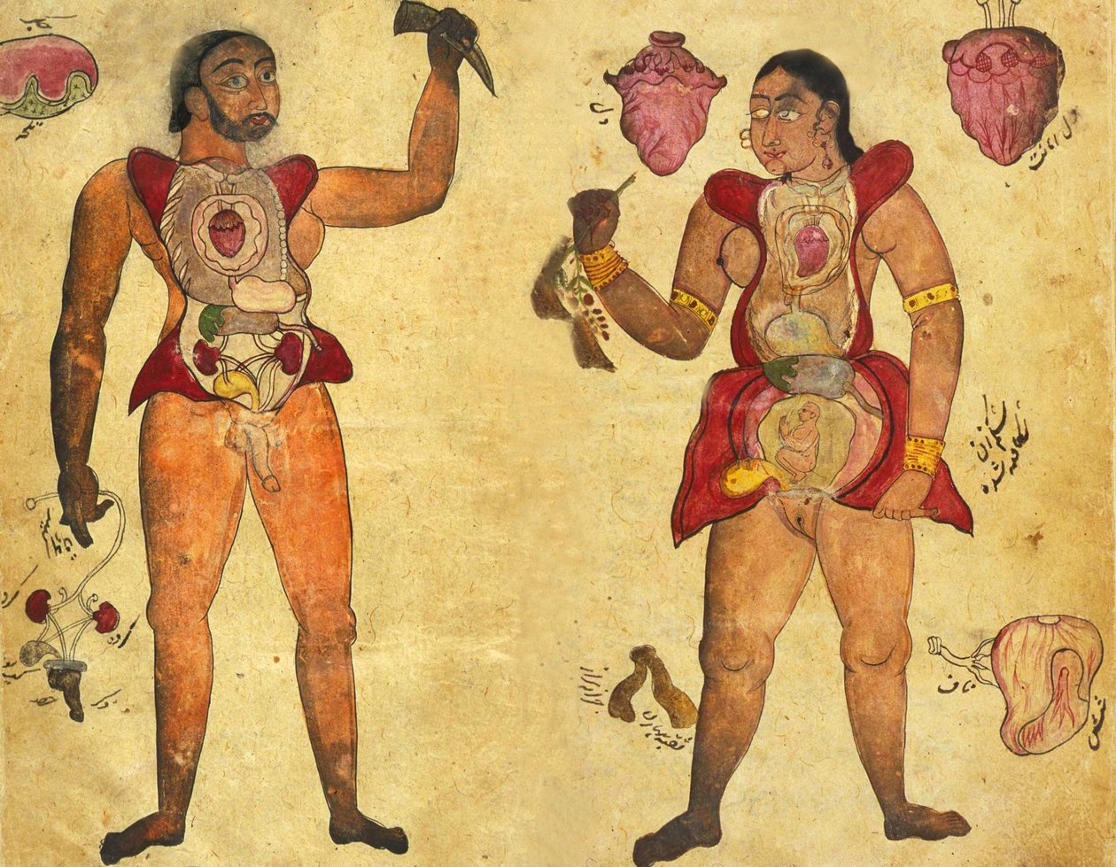 Anatomisk illustrasjon av en mann og en kvinne som holder sine egne indre organer, publisert i Tibb-i Akbar, "The medicine of Akbar" ca. 1700 av Persian School