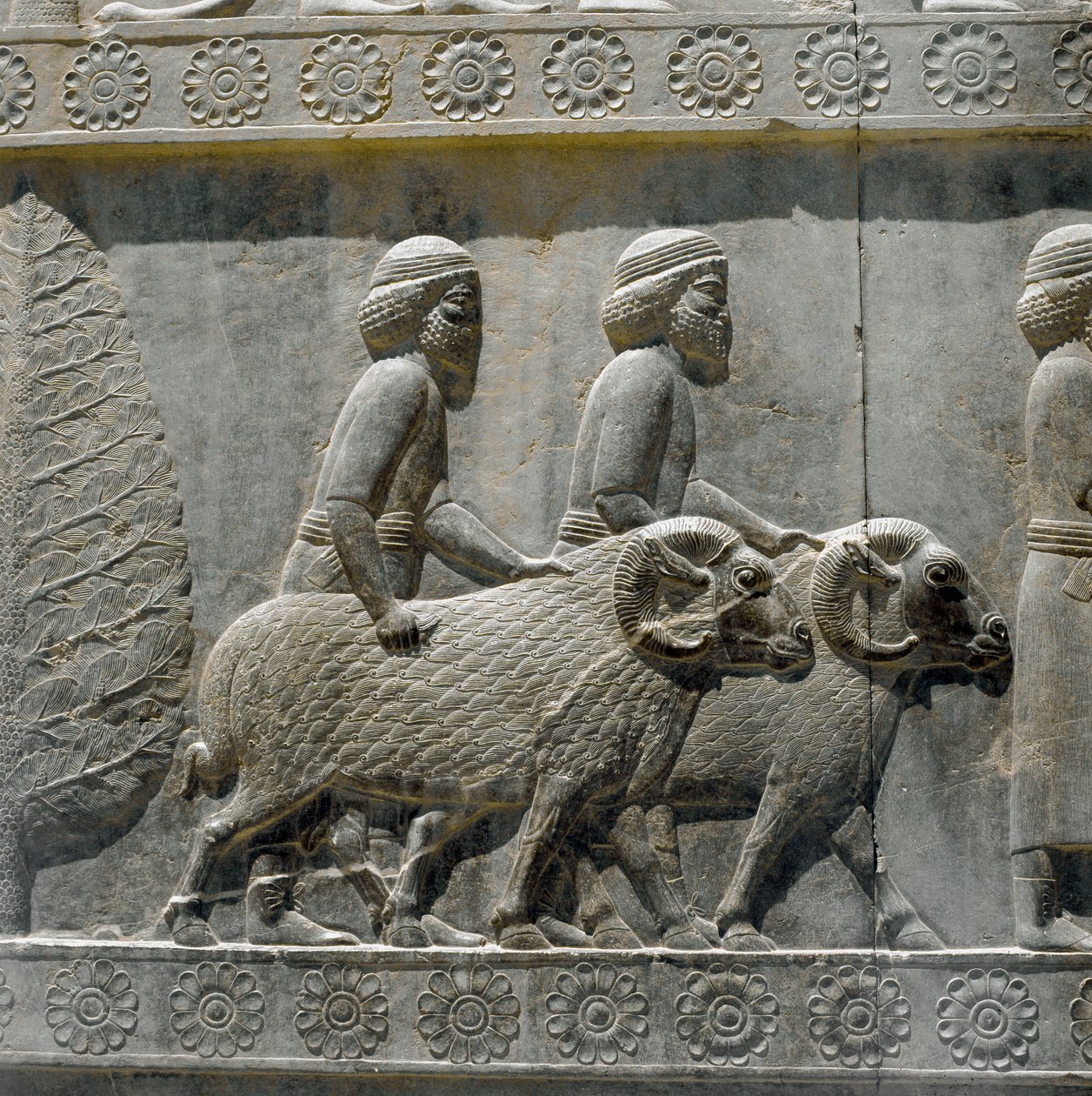 Sogdians bringer gaver til Dareios I. Relieffer av den østlige trappen til Apadana, 600-tallet f.Kr av Persian School