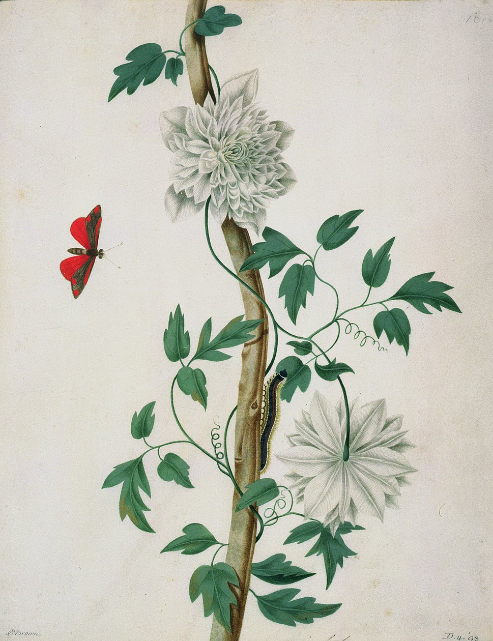 Blomsterstudier, 1700-tallet (akvarell) av Peter Brown