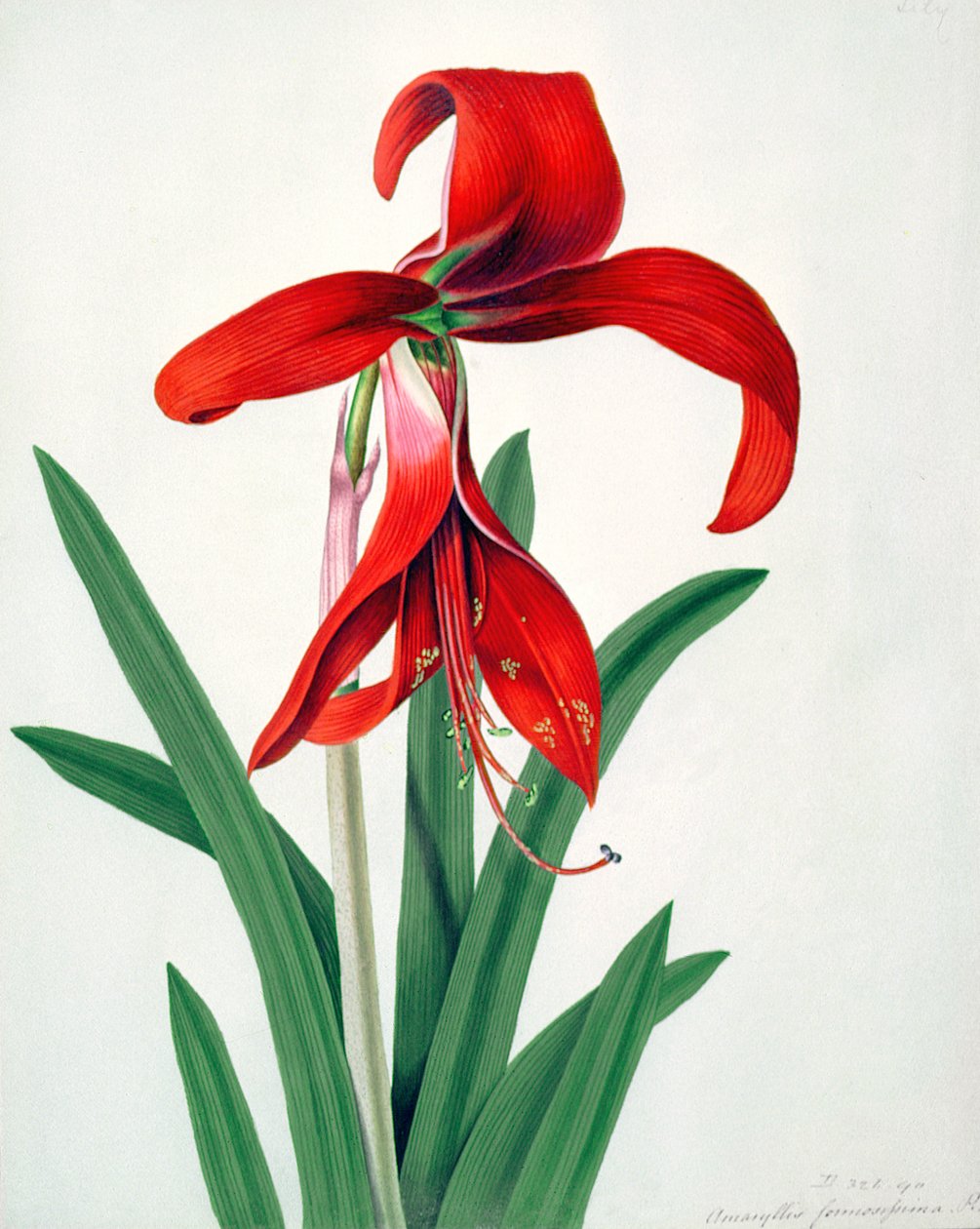Blomsterstudie, av Peter Brown