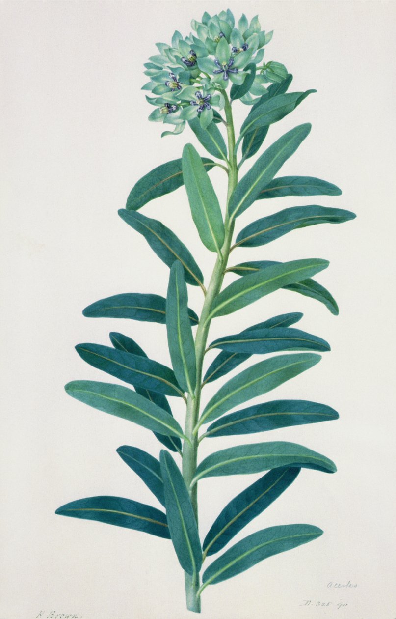 Gladioli, 1700-tallet av Peter Brown