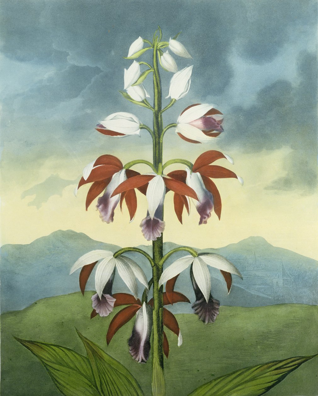 China Limodoron, gravert av Landseer, fra 