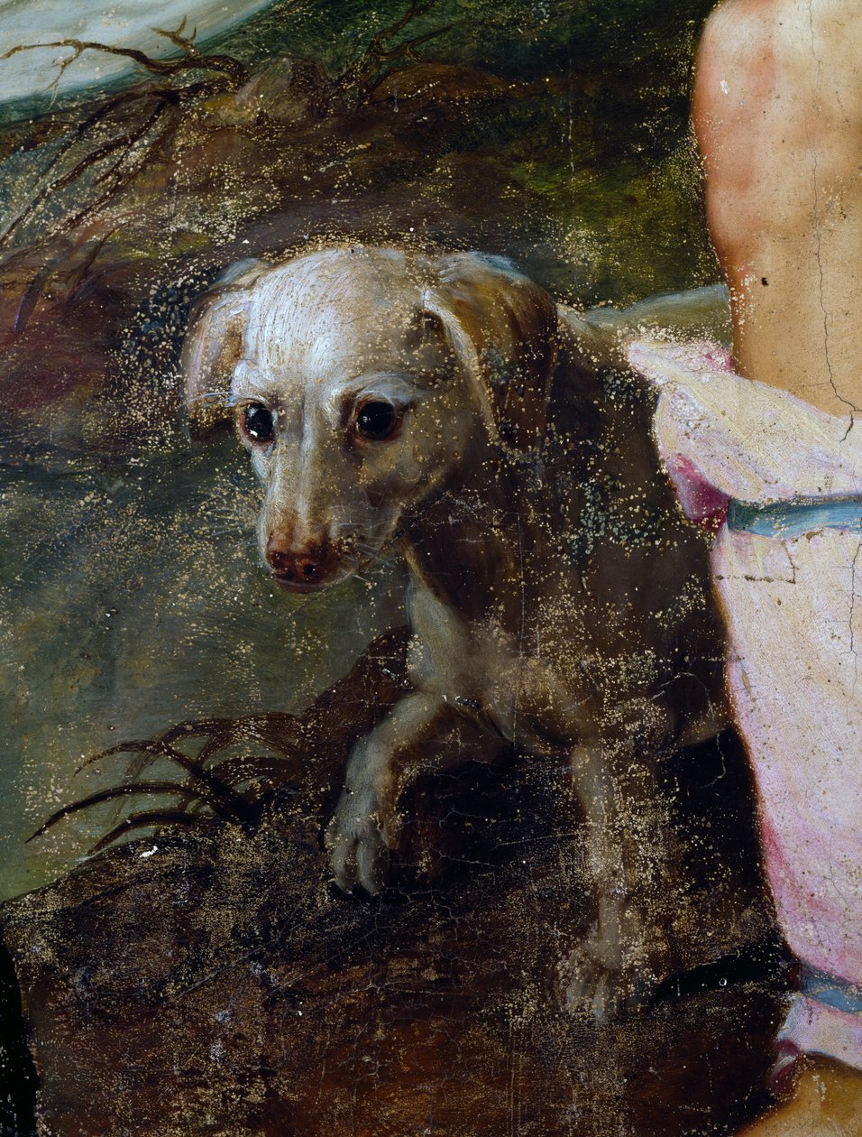 Hund, detalj fra Nativity, maleri av Pieter Candid eller Pieter de Witte (ca 1548-1628), Nederland av Peter Candid