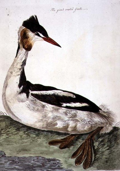 The Great Crested Grebe (Podiceps cristatus) plate fra 