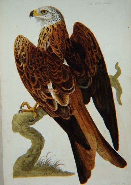 Dragen (Milvus milvus) eller Glead, plate fra 
