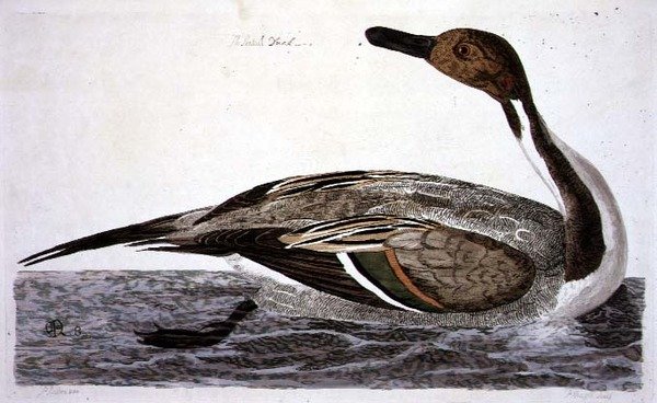 Pintail Duck (Anas acuta) plate fra 