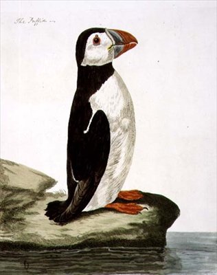 Puffin (Fratercula arctica)-platen fra 