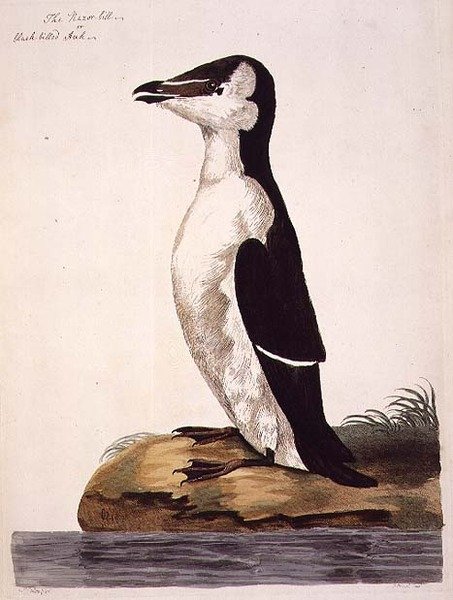 Razorbill (Alca torda) eller Black-Billed Auk, plate fra 