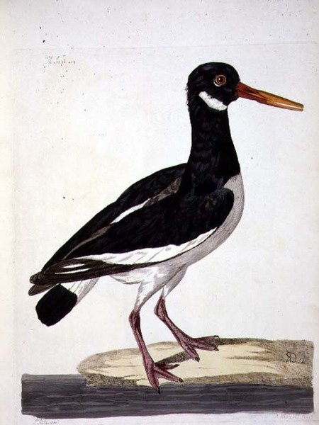 The Sea Pie or Oystercatcher (Haematopus ostralegus) plate fra 