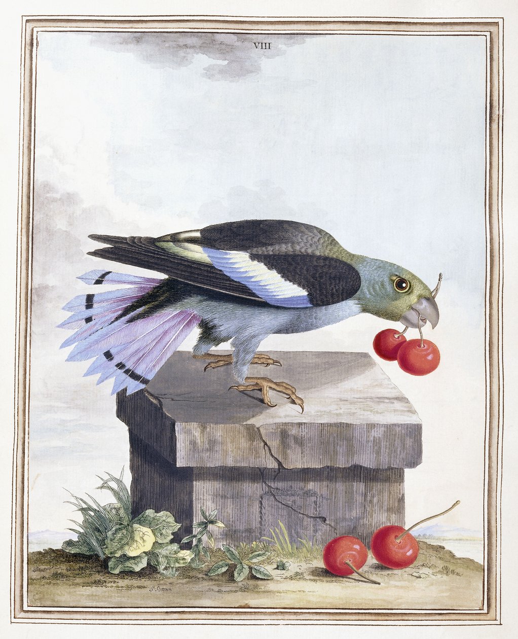 Plate VIII av Peter Brown