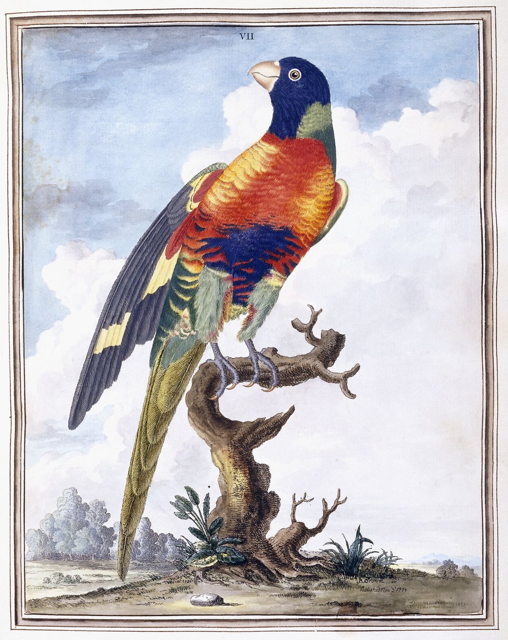 Plate VII av Peter Brown