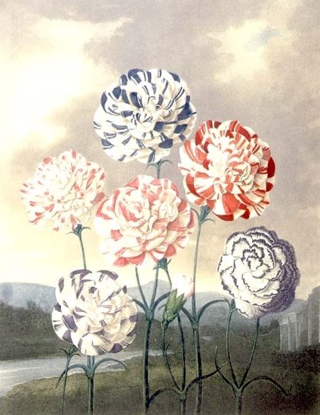 En gruppe nelliker: Dianthus caryophyllus, gravert av Caldwall, fra Thorntons "Temple of Flora" av Peter Charles (after) Henderson