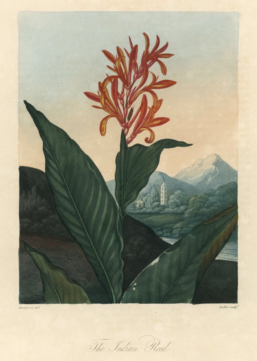  av Peter Charles (after) Henderson