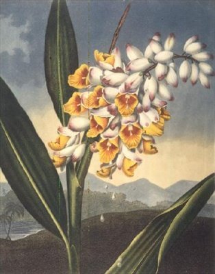 The Nodding Renealmia, gravert av Caldwall, fra 'The Temple of Flora' av Robert Thornton, pub. 1801 (farget gravering) av Peter Charles (after) Henderson