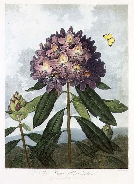 The Pontic Rhododendron, gravert av Caldwell, fra 