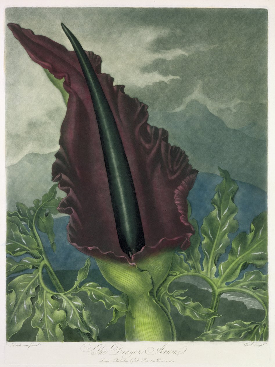 The Dragon Arum, gravert av Ward, fra 