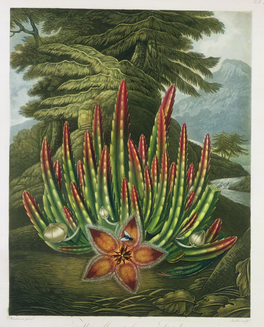 The Maggot-Bearing Stapelia, gravert av Stadler, fra 