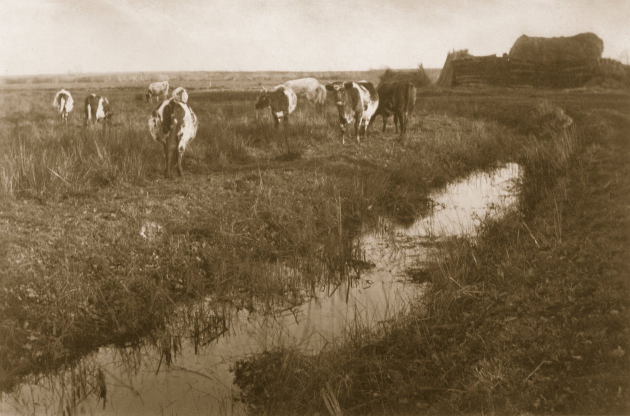 Storfe på myra, ca. 1886 av Peter Emerson und Thomas Goodall