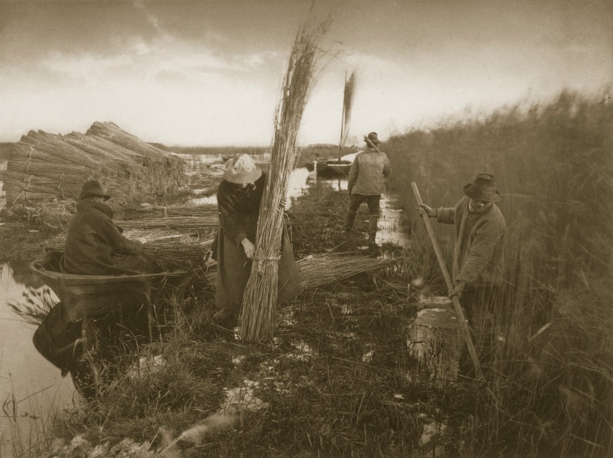 Under Reed Harvest, Life and Landscape on the Norfolk Broads, ca. 1886 av Peter Emerson und Thomas Goodall