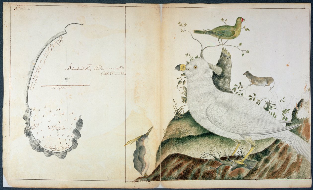 Kart over Adventure Bay, Van Diemens Land, ca. 1773 (akvarell på papir) av Peter Fannin