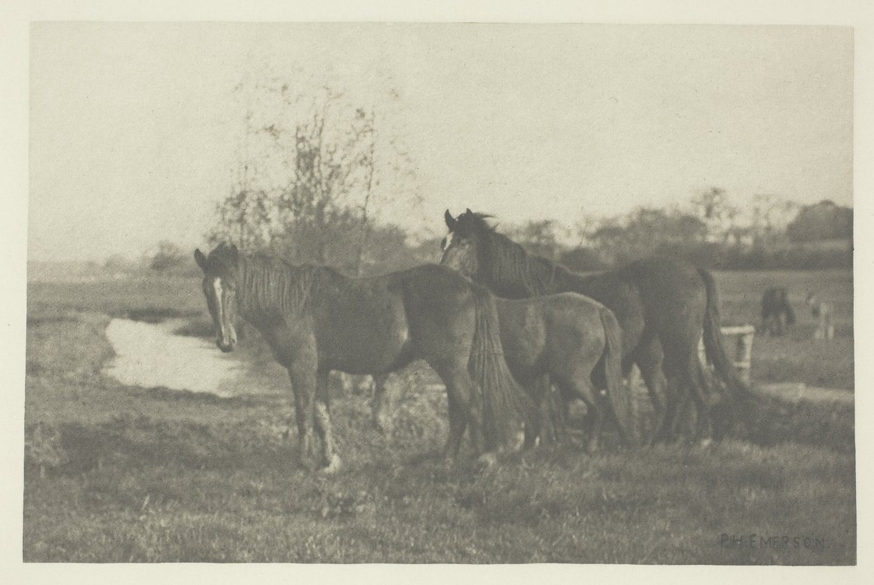 Colts på en Norfolk-myr av Peter Henry Emerson
