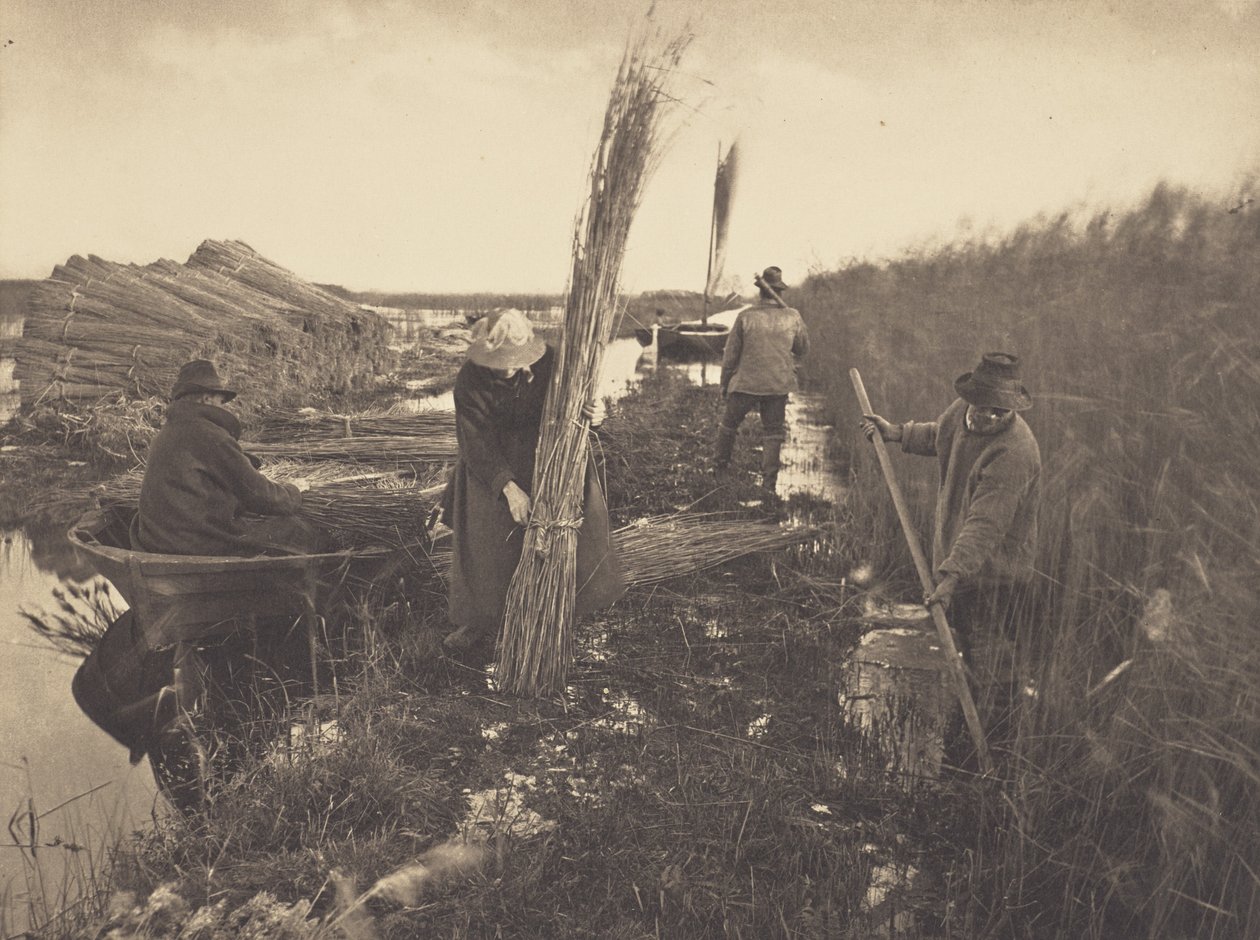 Under sivhøstingen av Peter Henry Emerson