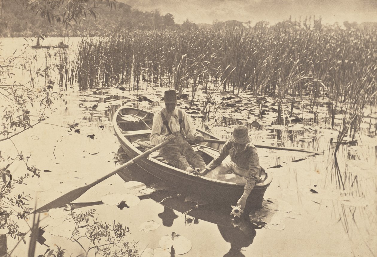 Samling av vannliljer av Peter Henry Emerson