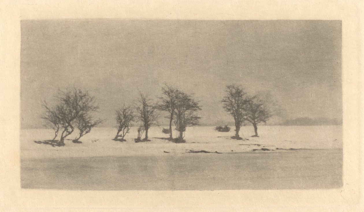 knudrete tornetrær av Peter Henry Emerson