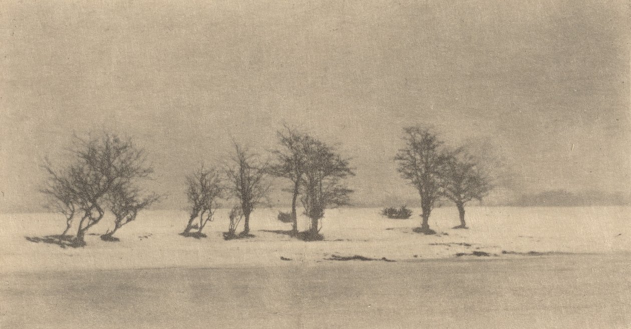 knudrete tornetrær, ca. 1890, trykt ca. 1895. av Peter Henry Emerson