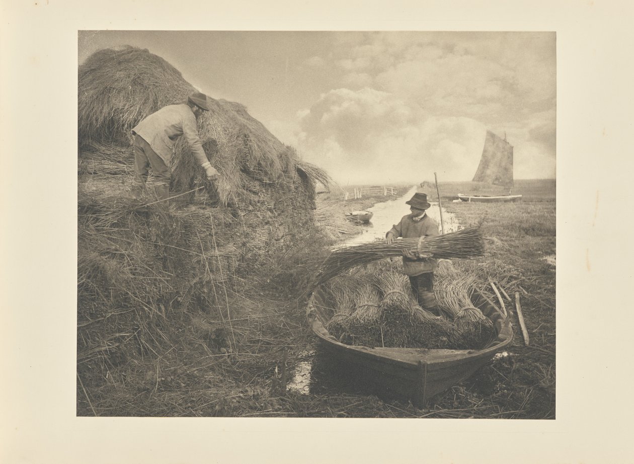 Stabling av siv av Peter Henry Emerson