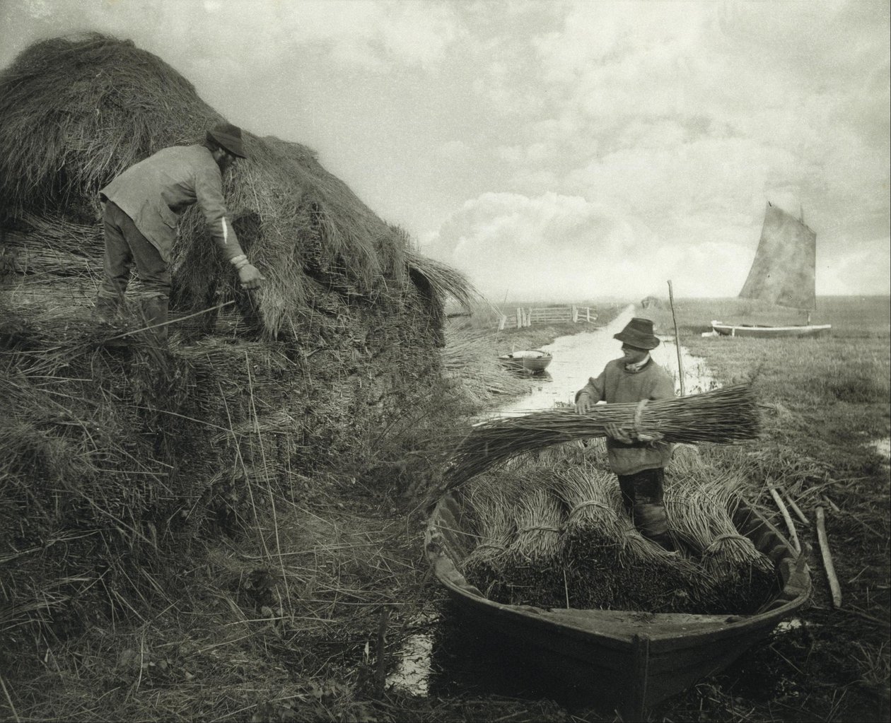 Stabling av siv av Peter Henry Emerson