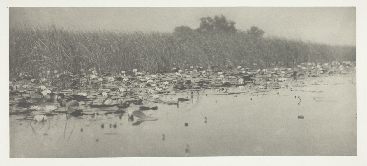 Vannliljer av Peter Henry Emerson